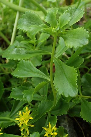 Sedum ellacombeanum \ Gelbgr&uuml;ne Asienfetthenne / Ellacombe Stonecrop, D Mannheim 18.6.2018