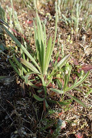 Petrorhagia prolifera \ Sprossende Felsennelke, Sprossendes Nelkenk&ouml;pfchen / Proliferous Pink, D Hockenheim 16.4.2019