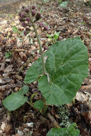 Petasites hybridus \ Gew&ouml;hnliche Pestwurz / Butterbur, D Schalksm&uuml;hle 25.4.2019