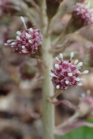 Petasites hybridus \ Gew&ouml;hnliche Pestwurz / Butterbur, D Schalksm&uuml;hle 25.4.2019