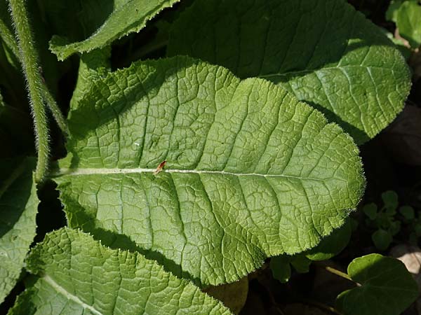 Primula elatior \ Hohe Schl&uuml;sselblume, Wald-Primel / Ox-lip, D Rheinhessen, Wendelsheim 20.4.2021