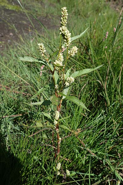 Persicaria lapathifolia subsp. pallida \ Acker-Ampfer-Kn�terich / Pale Persicaria, D Kaiserslautern 15.8.2021