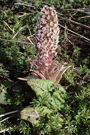 Petasites hybridus \ Gew&ouml;hnliche Pestwurz / Butterbur, D Gro&szlig;wallstadt am Main 19.3.2022