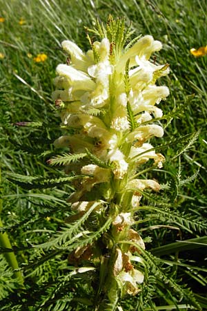 Pedicularis foliosa \ Reichbl�ttriges L�usekraut / Leafy Lousewort, D Hechingen 3.6.2015