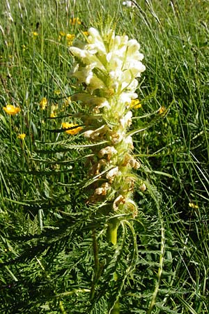 Pedicularis foliosa \ Reichbl�ttriges L�usekraut / Leafy Lousewort, D Hechingen 3.6.2015