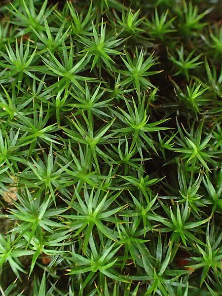 Polytrichastrum formosum \ Sch&ouml;nes Widertonmoos, Sch&ouml;nes Frauenhaarmoos / Beautiful Hair Moss, D Odenwald, Nieder-Beerbach 16.10.2015