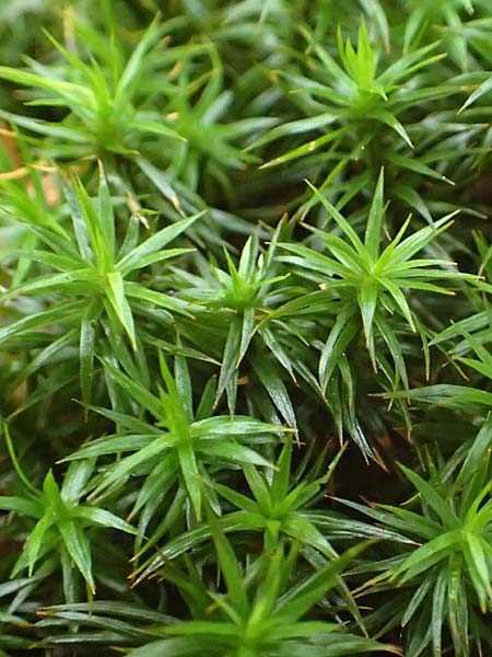 Polytrichastrum formosum \ Sch&ouml;nes Widertonmoos, Sch&ouml;nes Frauenhaarmoos / Beautiful Hair Moss, D Odenwald, Nieder-Beerbach 16.10.2015