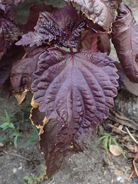 Perilla frutescens var. purpurascens \ Basilien-Erzblatt, Sesamblatt / Shiso, Beefsteak Plant, D Karlsruhe 25.7.2025