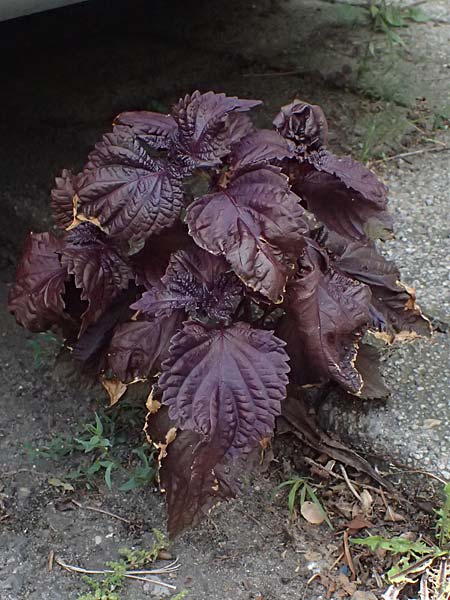 Perilla frutescens var. purpurascens \ Basilien-Erzblatt, Sesamblatt / Shiso, Beefsteak Plant, D Karlsruhe 25.7.2025