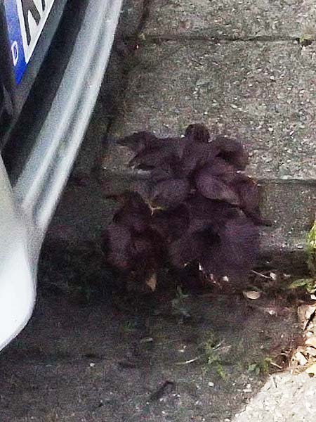 Perilla frutescens var. purpurascens \ Basilien-Erzblatt, Sesamblatt / Shiso, Beefsteak Plant, D Karlsruhe 25.7.2025