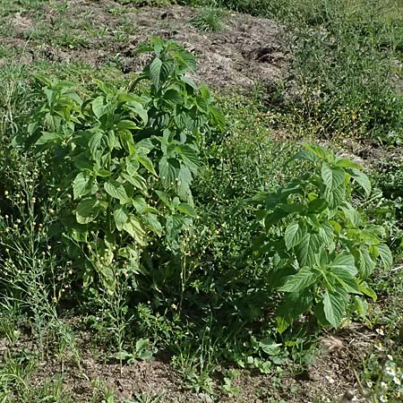 Perilla frutescens \ Basilien-Erzblatt, Sesamblatt / Shiso, Beefsteak Plant, D Oberdielbach 7.9.2025