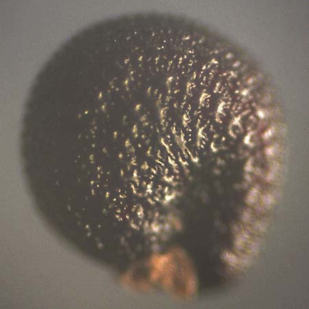 Portulaca papillatostellulata \ Papillenfr&uuml;chtiger Portulak / Papilla-Fruited Purslane, D Schwetzingen 3.9.2018