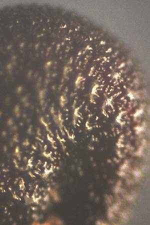 Portulaca papillatostellulata \ Papillenfr&uuml;chtiger Portulak / Papilla-Fruited Purslane, D Schwetzingen 3.9.2018