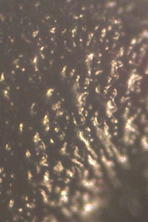 Portulaca papillatostellulata \ Papillenfr&uuml;chtiger Portulak / Papilla-Fruited Purslane, D Schwetzingen 3.9.2018