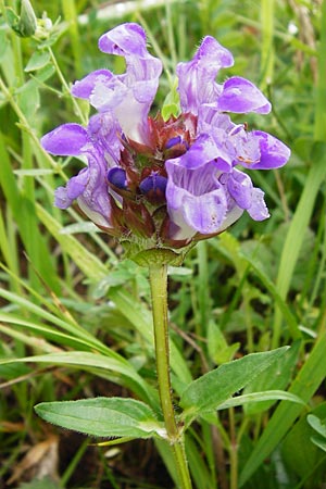 Prunella grandiflora, Gro&szlig;e Braunelle