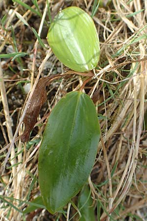 Potamogeton gramineus \ Gras-Laichkraut, Grasbl�ttriges Laichkraut / Variousleaved Pontweed, Grass-Leaved Pontweed, D Allensbach 3.9.2016