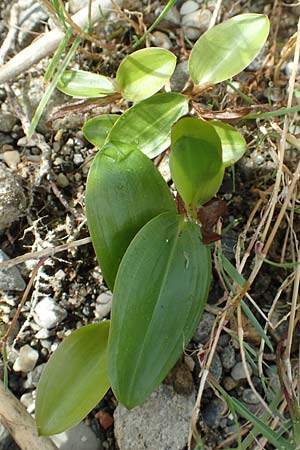 Potamogeton gramineus \ Gras-Laichkraut, Grasbl�ttriges Laichkraut / Variousleaved Pontweed, Grass-Leaved Pontweed, D Allensbach 3.9.2016