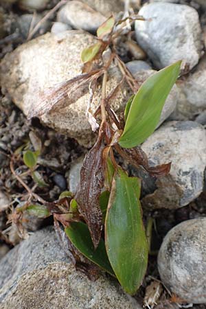 Potamogeton gramineus \ Gras-Laichkraut, Grasbl�ttriges Laichkraut / Variousleaved Pontweed, Grass-Leaved Pontweed, D Allensbach 3.9.2016