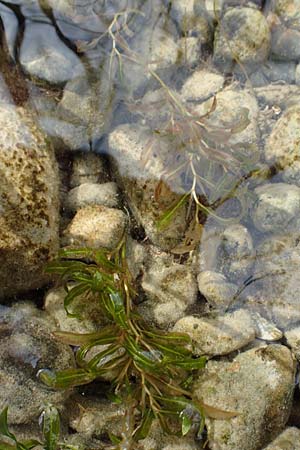Potamogeton gramineus \ Gras-Laichkraut, Grasbl�ttriges Laichkraut / Variousleaved Pontweed, Grass-Leaved Pontweed, D Allensbach 3.9.2016