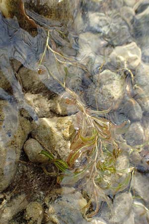 Potamogeton gramineus \ Gras-Laichkraut, Grasbl�ttriges Laichkraut / Variousleaved Pontweed, Grass-Leaved Pontweed, D Allensbach 3.9.2016
