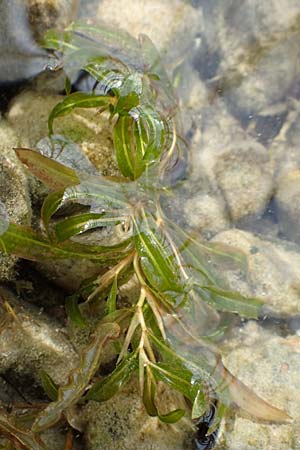 Potamogeton gramineus \ Gras-Laichkraut, Grasbl�ttriges Laichkraut / Variousleaved Pontweed, Grass-Leaved Pontweed, D Allensbach 3.9.2016