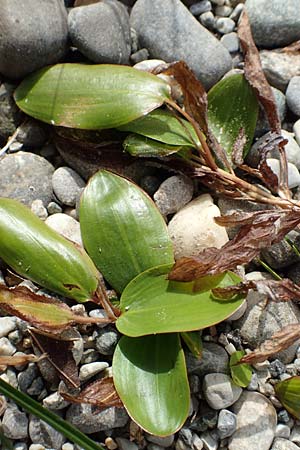 Potamogeton gramineus \ Gras-Laichkraut, Grasbl�ttriges Laichkraut / Variousleaved Pontweed, Grass-Leaved Pontweed, D Allensbach 3.9.2016