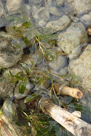 Potamogeton gramineus \ Gras-Laichkraut, Grasbl�ttriges Laichkraut / Variousleaved Pontweed, Grass-Leaved Pontweed, D Allensbach 3.9.2016