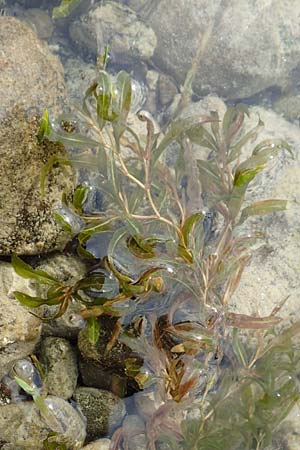 Potamogeton gramineus \ Gras-Laichkraut, Grasbl�ttriges Laichkraut / Variousleaved Pontweed, Grass-Leaved Pontweed, D Allensbach 3.9.2016