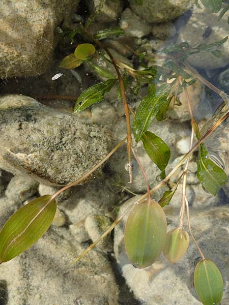 Potamogeton gramineus \ Gras-Laichkraut, Grasbl�ttriges Laichkraut / Variousleaved Pontweed, Grass-Leaved Pontweed, D Allensbach 3.9.2016