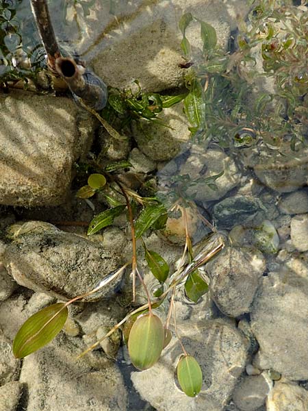 Potamogeton gramineus \ Gras-Laichkraut, Grasbl�ttriges Laichkraut / Variousleaved Pontweed, Grass-Leaved Pontweed, D Allensbach 3.9.2016