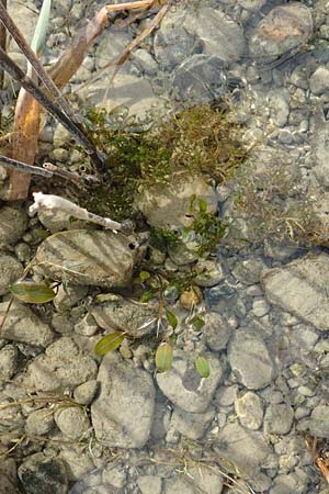 Potamogeton gramineus \ Gras-Laichkraut, Grasbl�ttriges Laichkraut / Variousleaved Pontweed, Grass-Leaved Pontweed, D Allensbach 3.9.2016
