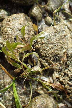 Potamogeton gramineus \ Gras-Laichkraut, Grasbl�ttriges Laichkraut / Variousleaved Pontweed, Grass-Leaved Pontweed, D Allensbach 3.9.2016
