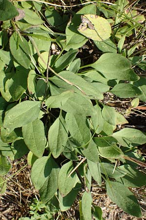 Prunella grandiflora \ Gro&szlig;e Braunelle / Large Selfheal, D M&ouml;mlingen 10.9.2016