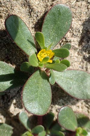 Portulaca papillatostellulata \ Papillenfr&uuml;chtiger Portulak / Papilla-Fruited Purslane, D K&ouml;ln-Z&uuml;ndorf 22.8.2018