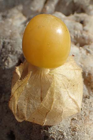 Physalis grisea \ Erdkirsche, Ananaskirsche / Downy Ground Cherry, D K&ouml;ln-Langel 6.10.2018