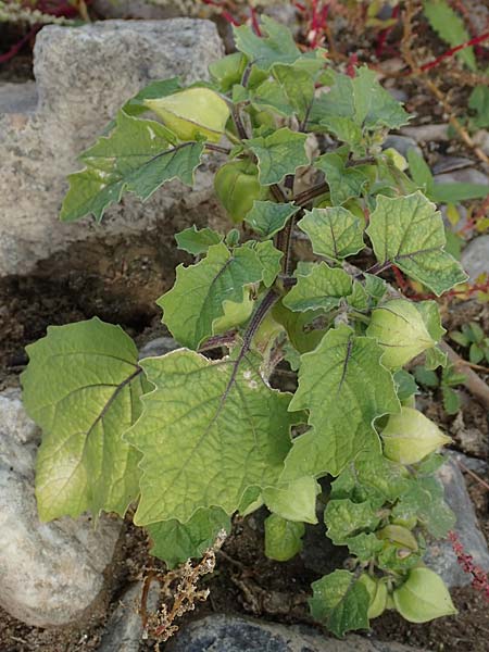Physalis grisea \ Erdkirsche, Ananaskirsche / Downy Ground Cherry, D K&ouml;ln-Langel 6.10.2018