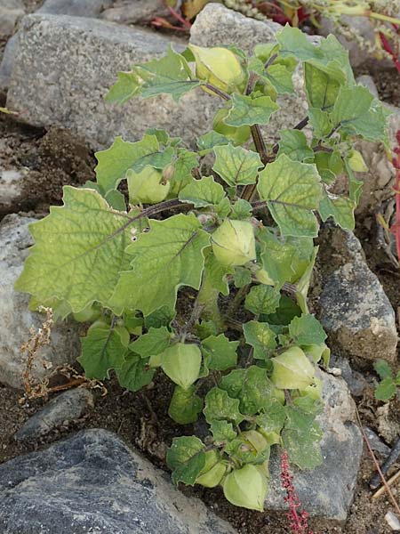 Physalis grisea \ Erdkirsche, Ananaskirsche / Downy Ground Cherry, D K&ouml;ln-Langel 6.10.2018