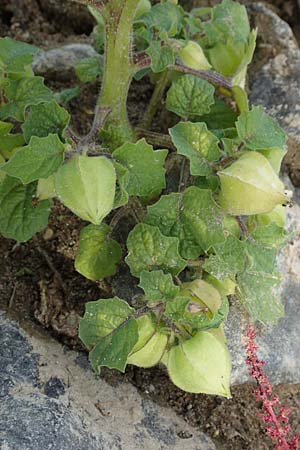 Physalis grisea \ Erdkirsche, Ananaskirsche / Downy Ground Cherry, D K&ouml;ln-Langel 6.10.2018