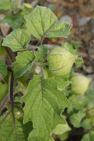 Physalis grisea, Erdkirsche, Ananaskirsche