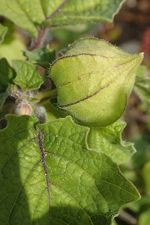 Physalis grisea \ Erdkirsche, Ananaskirsche / Downy Ground Cherry, D K&ouml;ln-Langel 6.10.2018