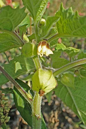 Physalis grisea \ Erdkirsche, Ananaskirsche / Downy Ground Cherry, D R&ouml;merberg 18.10.2018
