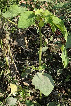 Physalis grisea \ Erdkirsche, Ananaskirsche / Downy Ground Cherry, D R&ouml;merberg 18.10.2018