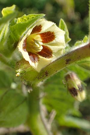 Physalis grisea \ Erdkirsche, Ananaskirsche / Downy Ground Cherry, D R&ouml;merberg 18.10.2018