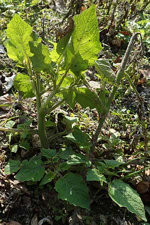 Physalis grisea \ Erdkirsche, Ananaskirsche / Downy Ground Cherry, D R&ouml;merberg 18.10.2018
