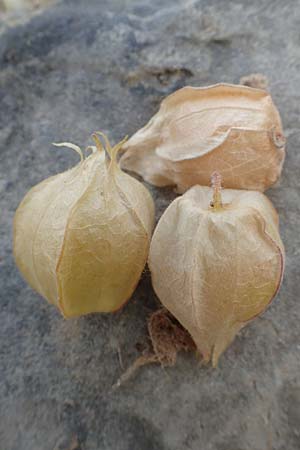 Physalis grisea \ Erdkirsche, Ananaskirsche / Downy Ground Cherry, D K&ouml;ln-Langel 22.10.2018