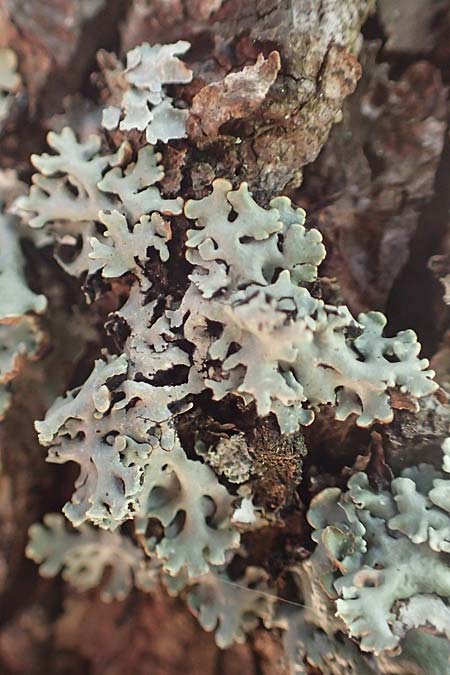 Platismatia glauca \ Graue Tartschenflechte / Glaucous Leafy Lichen, Ragbag, D Schwarzwald/Black-Forest, Hornisgrinde 3.9.2019