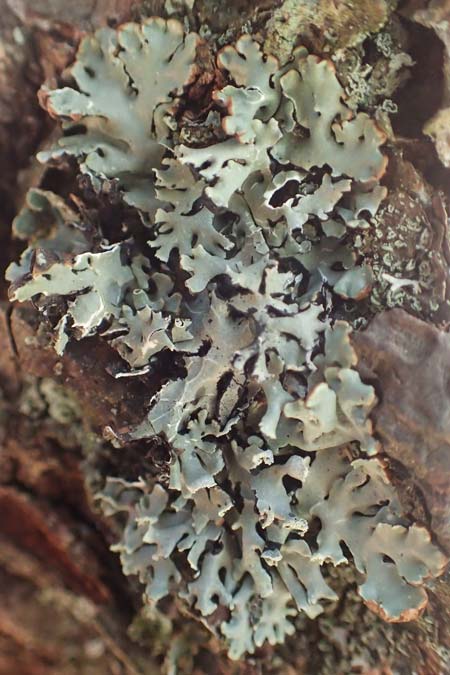 Platismatia glauca \ Graue Tartschenflechte / Glaucous Leafy Lichen, Ragbag, D Schwarzwald/Black-Forest, Hornisgrinde 3.9.2019