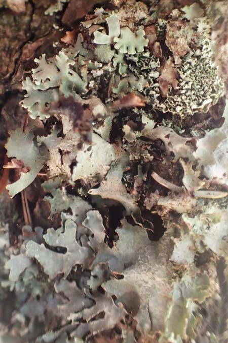 Platismatia glauca \ Graue Tartschenflechte / Glaucous Leafy Lichen, Ragbag, D Schwarzwald/Black-Forest, Hornisgrinde 3.9.2019