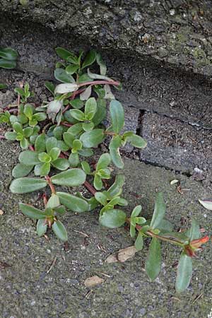 Portulaca grandiflora \ Portulak-R&ouml;schen / Rose Moss, D Bochum 7.9.2021