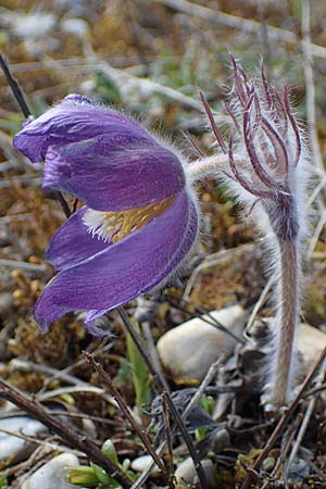Pulsatilla grandis \ Gro�e Kuhschelle / Greater Pasque-Flower, D Eching 5.4.2023